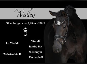 Hanoverian, Mare, 9 years, 16,1 hh, Smoky-Black