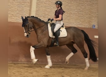 Hanoverian, Mare, 9 years, 16,1 hh, Smoky-Black