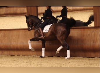 Hanoverian, Mare, 9 years, 16,1 hh, Smoky-Black