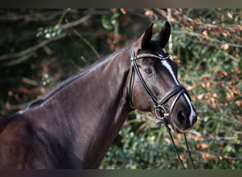 Hanoverian, Mare, 9 years, 16,2 hh, Black