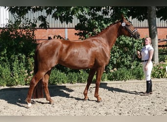 Hanoverian, Mare, 9 years, 16,2 hh, Chestnut