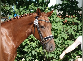 Hanoverian, Mare, 9 years, 16,2 hh, Chestnut
