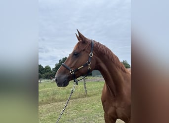 Hanoverian, Mare, 9 years, 16,2 hh, Chestnut-Red