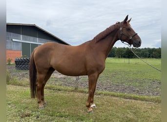 Hanoverian, Mare, 9 years, 16,2 hh, Chestnut-Red