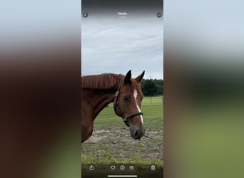 Hanoverian, Mare, 9 years, 16,2 hh, Chestnut-Red