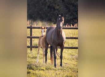 Hanoverian, Mare, 9 years, 16,2 hh, Smoky-Black