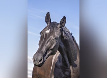 Hanoverian, Mare, 9 years, 16,2 hh, Smoky-Black