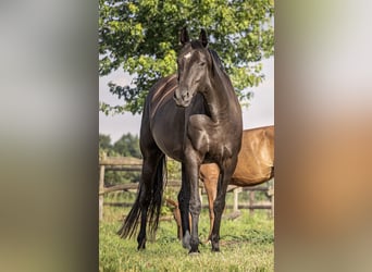 Hanoverian, Mare, 9 years, 16,2 hh, Smoky-Black