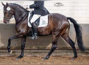 Hanoverian, Mare, 9 years, 16,3 hh, Brown