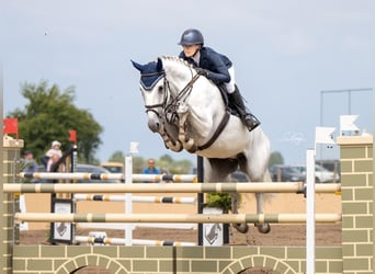 Hanoverian, Mare, 9 years, 16,3 hh, Grey