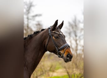 Hanoverian, Mare, 9 years, 17.1 hh, Bay-Dark