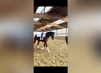 Hanoverian, Mare, 9 years, 17,1 hh, Bay-Dark