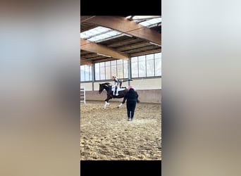 Hanoverian, Mare, 9 years, 17,1 hh, Bay-Dark