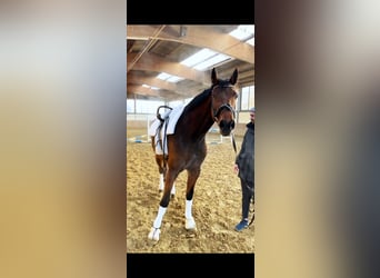 Hanoverian, Mare, 9 years, 17,1 hh, Bay-Dark