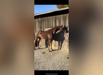 Hanoverian, Mare, 9 years, 17,1 hh, Chestnut