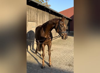 Hanoverian, Mare, 9 years, 17,1 hh, Chestnut