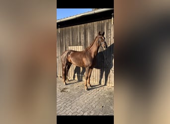 Hanoverian, Mare, 9 years, 17,1 hh, Chestnut