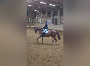 Hanoverian, Mare, 9 years, 17,1 hh