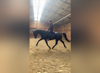 Hanoverian, Mare, 9 years, 17,1 hh