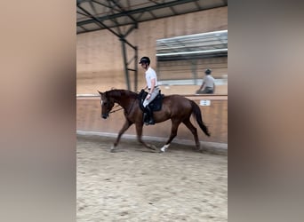 Hanoverian, Mare, 9 years, 17,1 hh