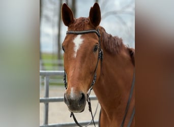 Hanoverian, Mare, 9 years, 17,1 hh