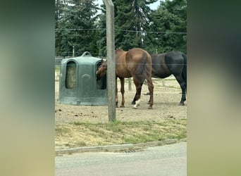 Hanoverian, Mare, 9 years, 17,1 hh