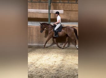 Hanoverian, Mare, 9 years, 17,1 hh