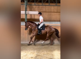 Hanoverian, Mare, 9 years, 17,1 hh