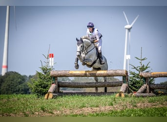 Hanoverian, Mare, 9 years, 17,1 hh, Gray