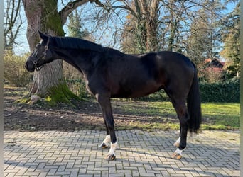 Hanoverian, Mare, 9 years, 17.2 hh, Black