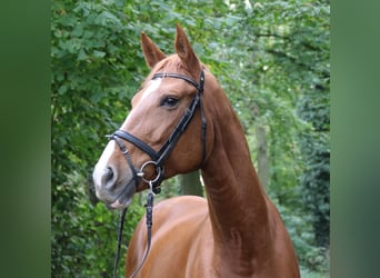 Hanoverian, Mare, 9 years, 17.2 hh, Chestnut-Red