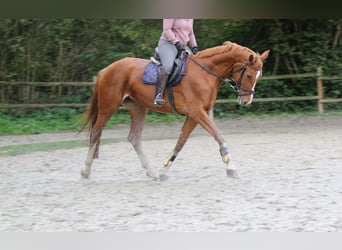 Hanoverian, Mare, 9 years, 17.2 hh, Chestnut-Red