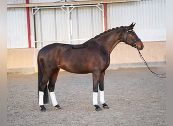 Hanoverian, Mare, 9 years, 17 hh, Bay-Dark