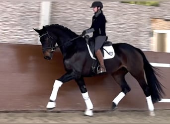 Hanoverian, Mare, 9 years, 17 hh, Bay-Dark