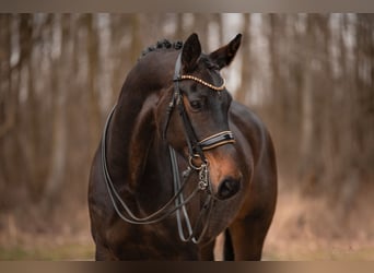 Hanoverian, Mare, 9 years, 17 hh, Bay-Dark