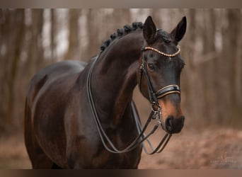 Hanoverian, Mare, 9 years, 17 hh, Bay-Dark