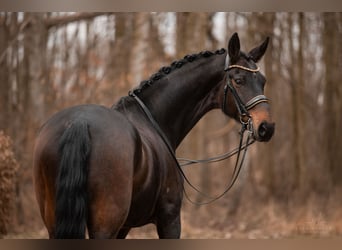 Hanoverian, Mare, 9 years, 17 hh, Bay-Dark