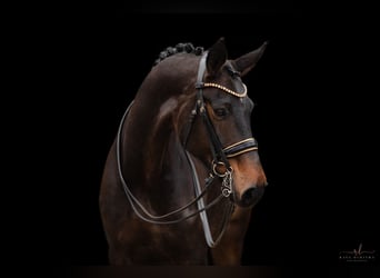 Hanoverian, Mare, 9 years, 17 hh, Bay-Dark