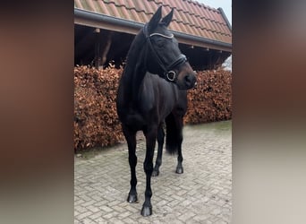 Hanoverian, Mare, 9 years, 17 hh, Bay-Dark