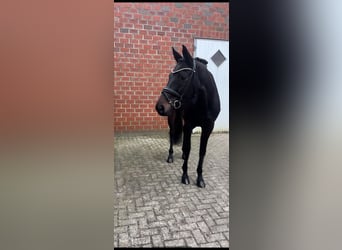 Hanoverian, Mare, 9 years, 17 hh, Bay-Dark