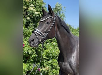 Hanoverian, Mare, 9 years, 17 hh, Black