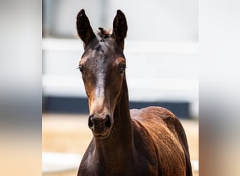 Hanoverian, Mare, 9 years, 17 hh, Brown