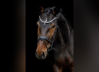 Hanoverian, Mare, 9 years, 17 hh, Brown