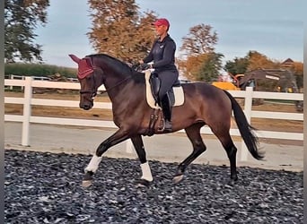 Hanoverian, Mare, 9 years, 17 hh, Brown