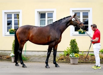 Hanoverian, Mare, 9 years, 17 hh, Brown