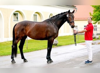 Hanoverian, Mare, 9 years, 17 hh, Brown