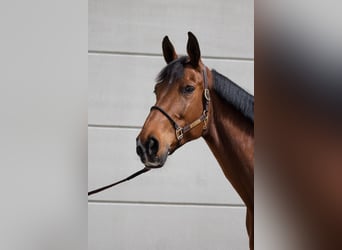 Hanoverian, Mare, 9 years, 17 hh, Brown