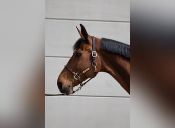 Hanoverian, Mare, 9 years, 17 hh, Brown