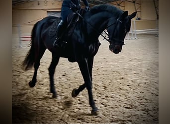 Hanoverian, Mare, 9 years, 17 hh