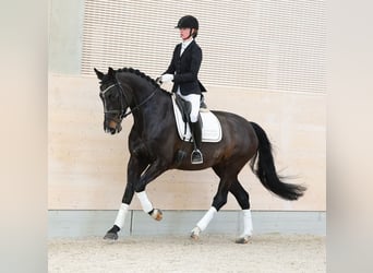 Hanoverian, Mare, 9 years, 17 hh, Smoky-Black